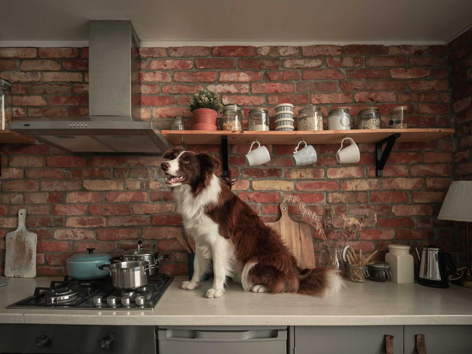Bruinwitte border collie zit op het aanrecht van een keuken met een bakstenen muur