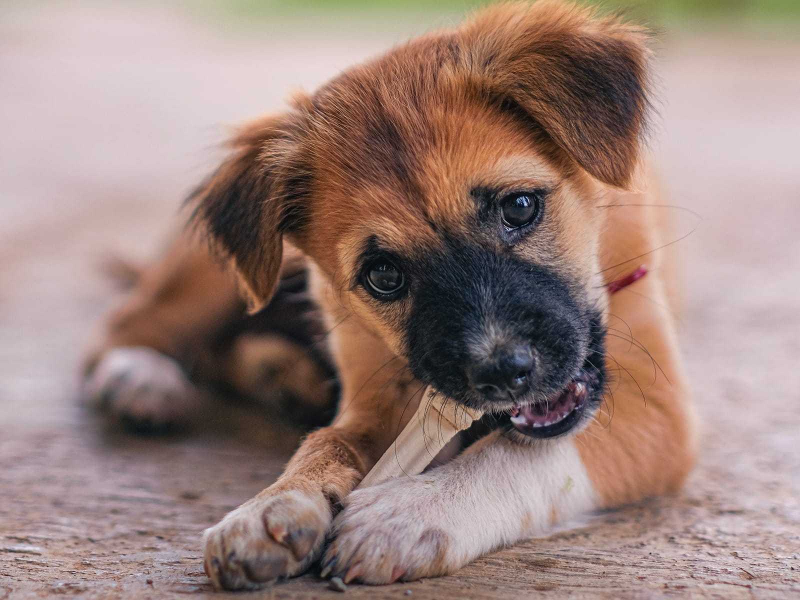 Bruine puppy met een zwarte snuit ligt buiten op de grond en knaagt op een stokje