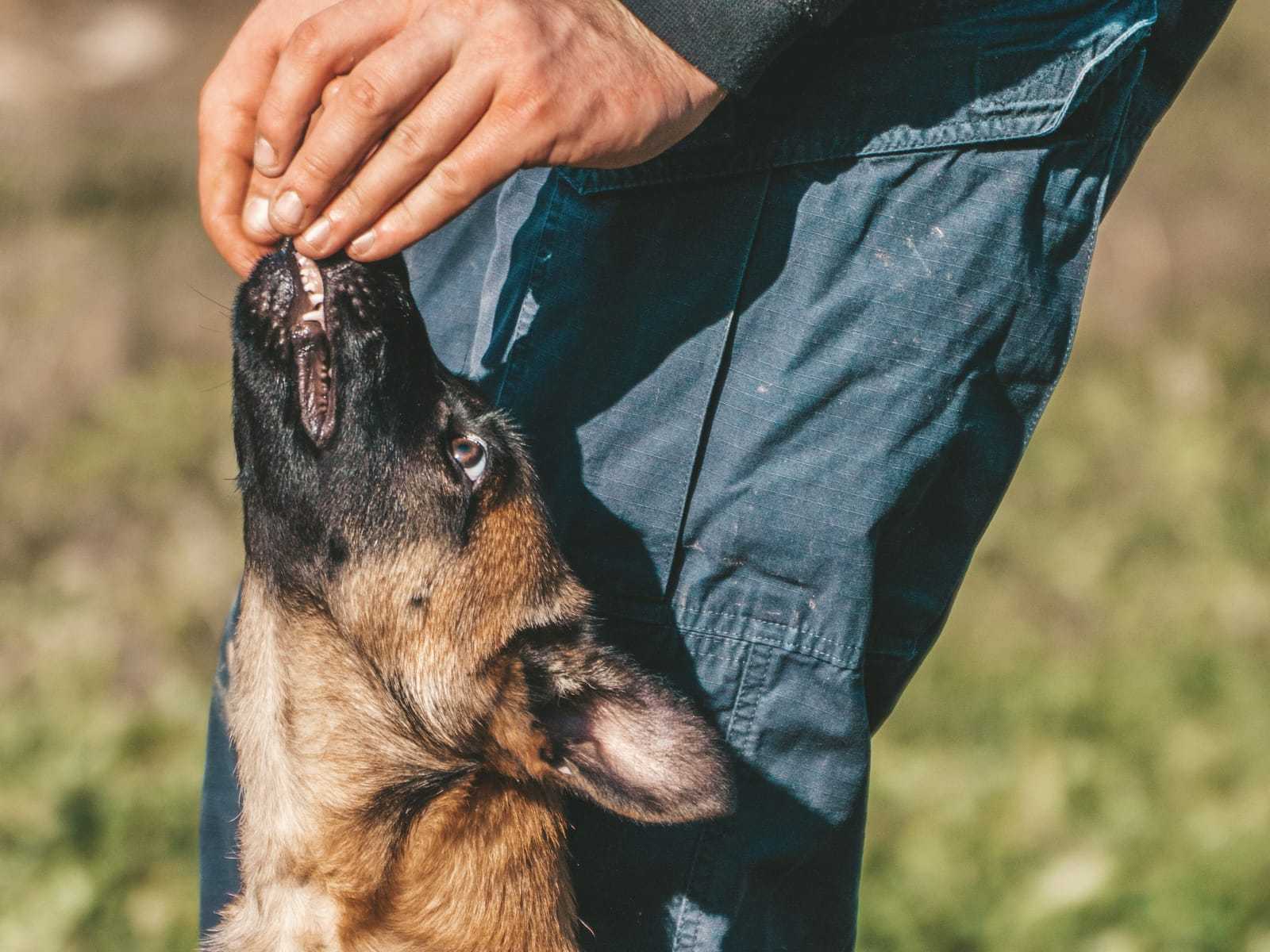 Jonge herdershond zit naast het been van zijn baas en kijkt omhoog naar de hand met een beloning
