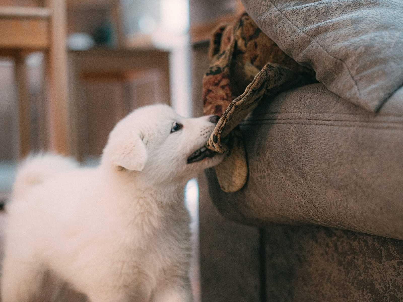 Witte pup trekt met zijn bek aan een kleed op de rand van een bank