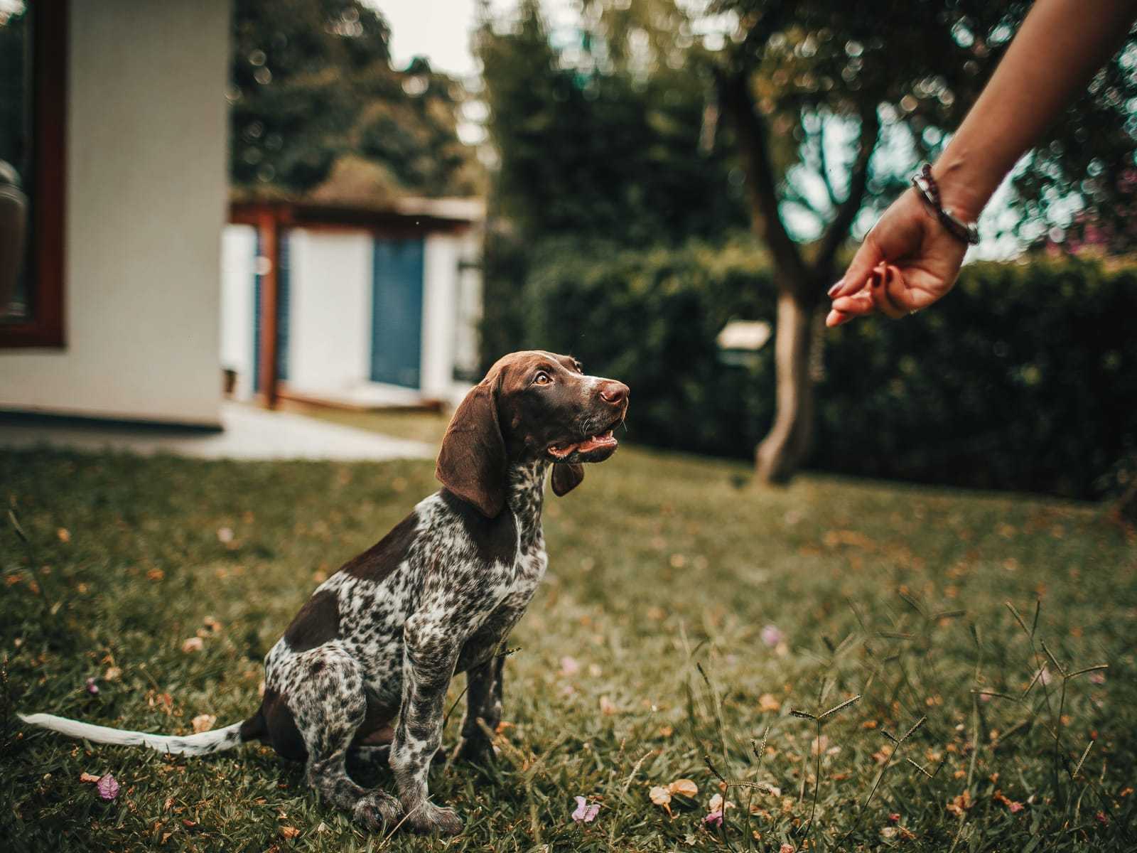 Gevlekte puppy zit in een tuin op het gras en kijkt naar een uitgestoken hand