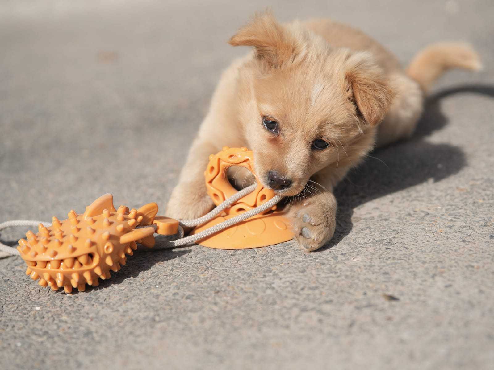 Blonde puppy ligt op straat en bijt in een oranje rubberen kauwspeeltje