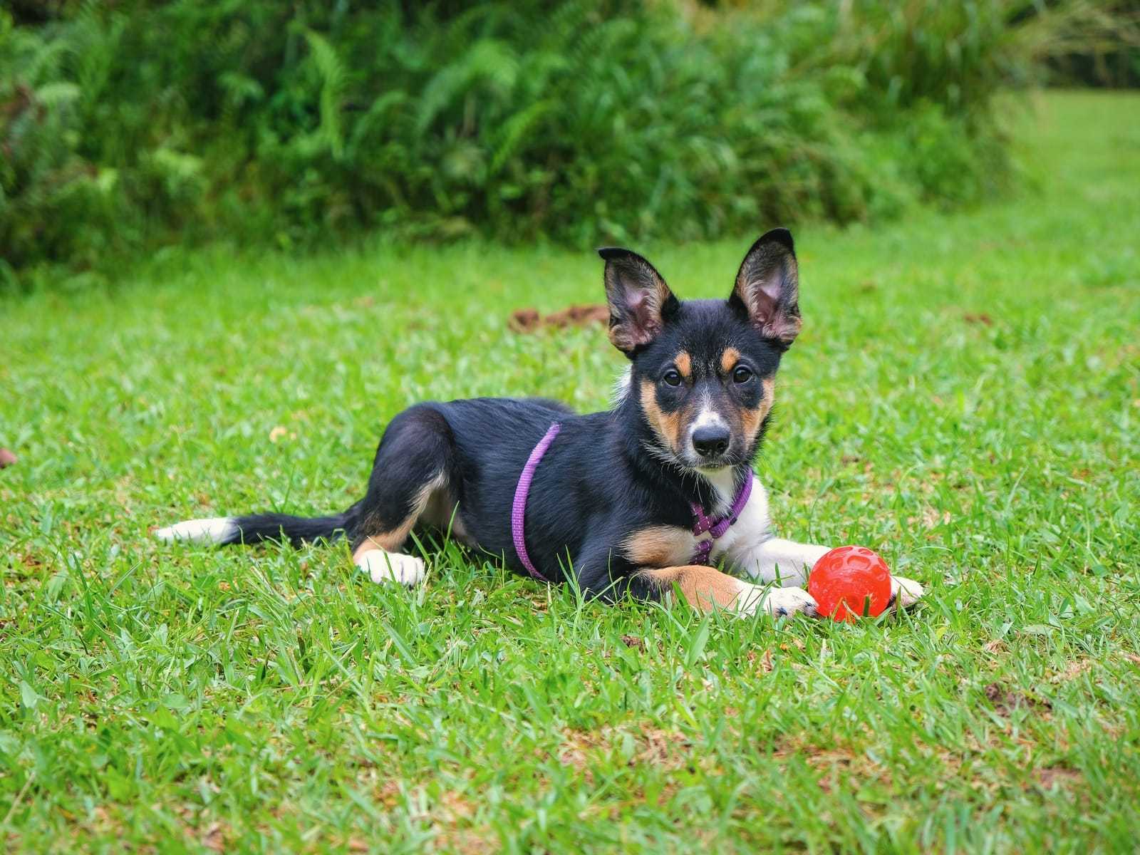 Zwart-bruine puppy in een paars tuigje ligt op het gazon met een rode bal tussen zijn voorpoten