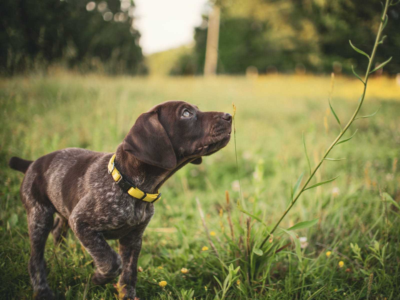 Bruine puppy met een geel halsbandje snuffelt aan een grasstengel in een weide