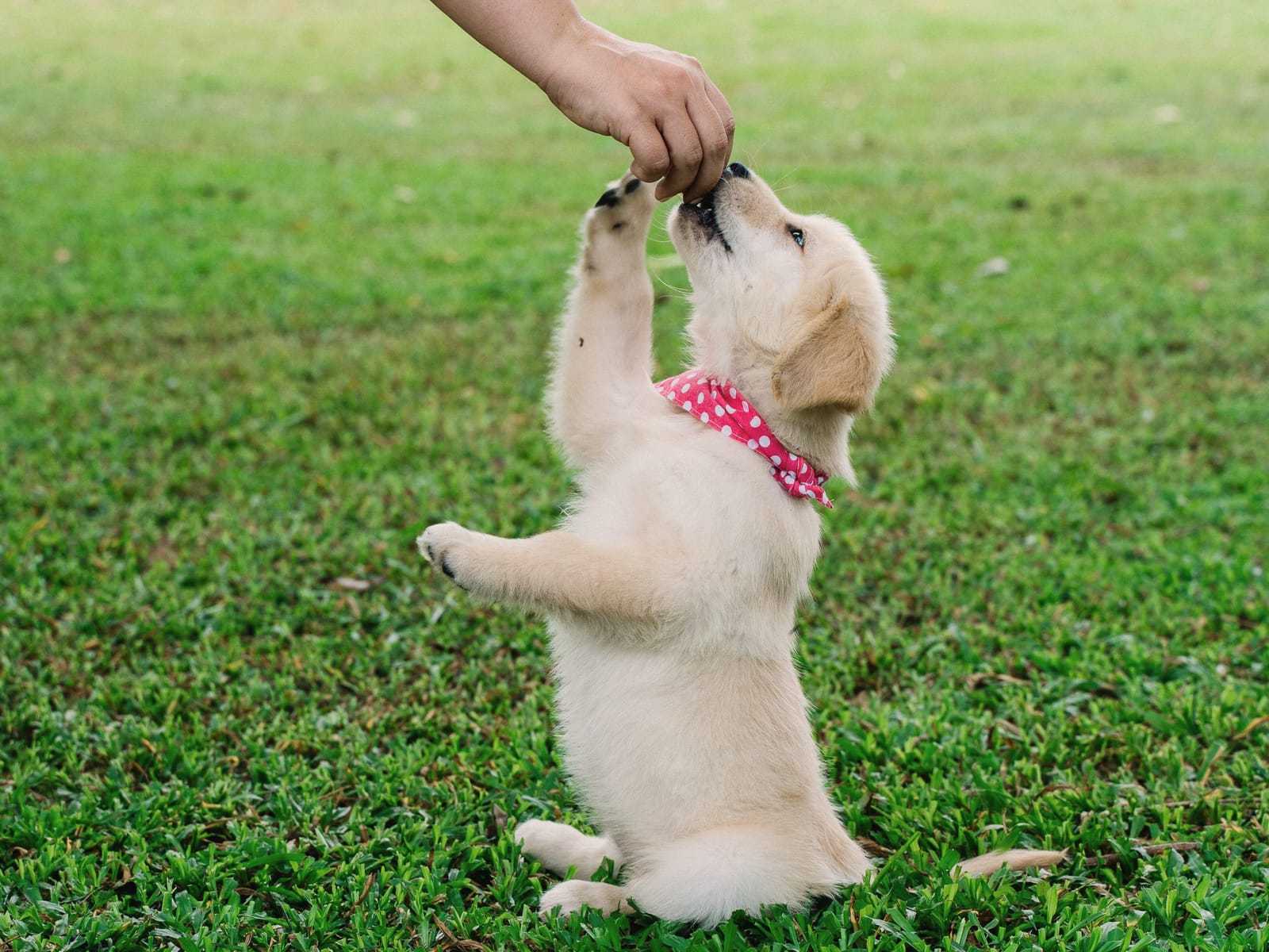 Lichte puppy met een roze sjaaltje staat op zijn achterpoten in het gras en pakt een snoepje uit een hand