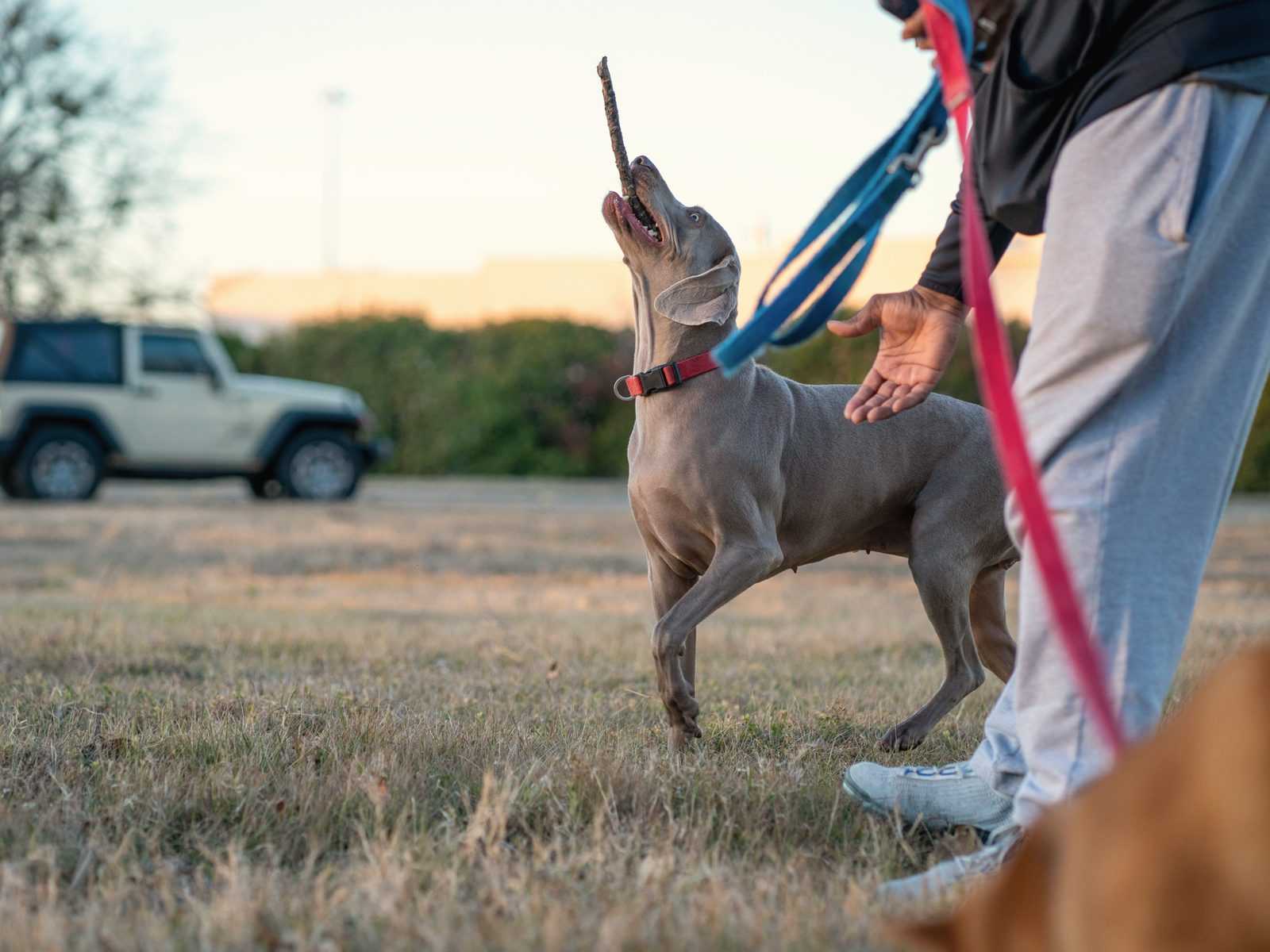 Weimaraner kijkt omhoog met een stok in de bek terwijl zijn baasje een lijn vasthoudt en een open hand toont